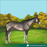 Horse Color:Blue Onyx