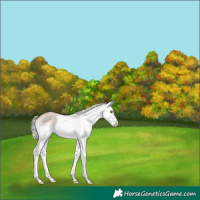 Horse Color:White Spotted Silver Grullo Ice Pearl Splash Rabicano 