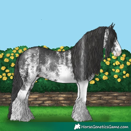 Horse Color:White Spotted Black Rabicano 