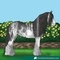 Horse Color:White Spotted Black Rabicano 