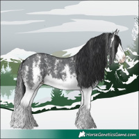 Horse Color:Black Sabino Splash 