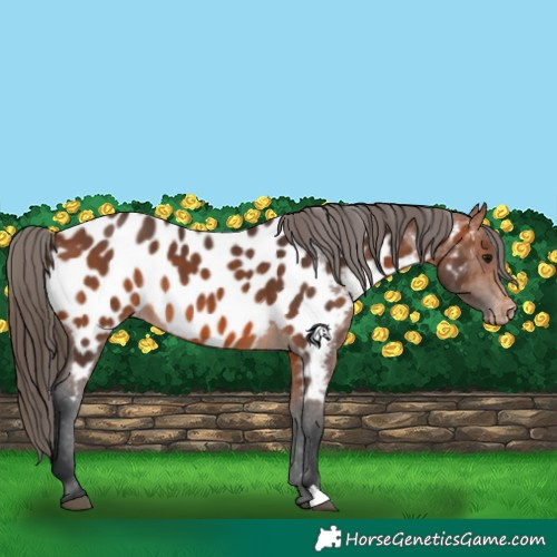 Horse Color:Bay Appaloosa 