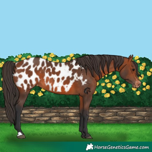 Horse Color:Bay Appaloosa 