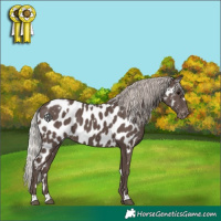 Horse Color:White Spotted Silver Black Appaloosa 