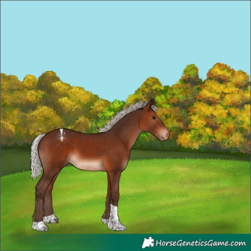 Horse Color:Silver Bay Tobiano Appaloosa 