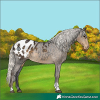 Horse Color:Silver Smoky Black Tobiano Appaloosa 