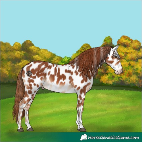 Horse Color:Chestnut Tobiano Leopard 
