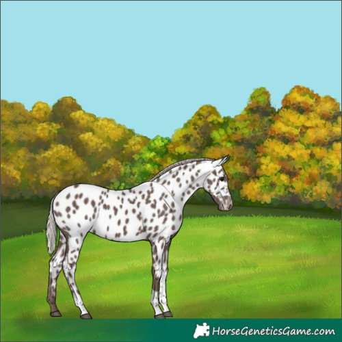Horse Color:Silver Black Tobiano Appaloosa 