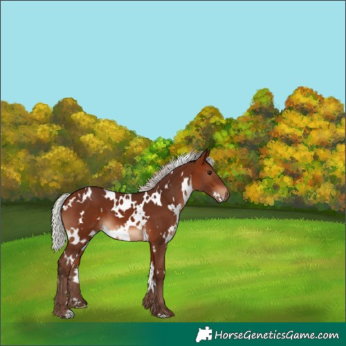 Horse Color:White Spotted Silver Bay 