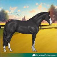 Horse Color:Smoky Black  and Smoky Black 