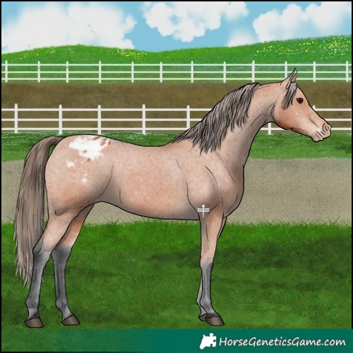Horse Color:Bay Appaloosa 