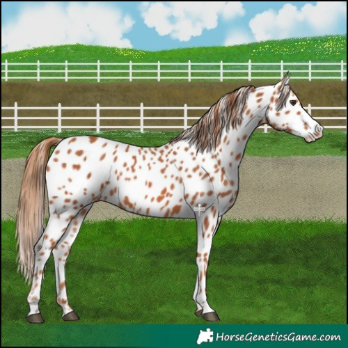 Horse Color:Chestnut Appaloosa 