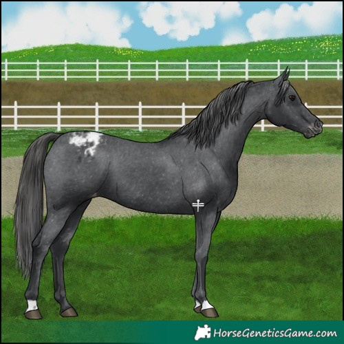 Horse Color:Black Appaloosa 