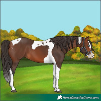 Horse Color:Bay Splash Tobiano