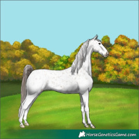Horse Color:White Spotted Classic Champagne Snowflake Varnish