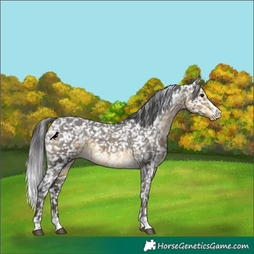 Horse Color:Buckskin Snowflake Varnish