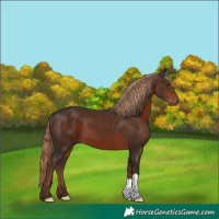 Horse Color:Liver Chestnut 
