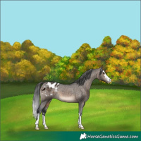 Horse Color:Brown Dun Appaloosa 