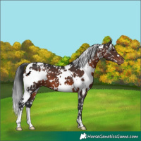 Horse Color:White Spotted Brown Snowflake Varnish