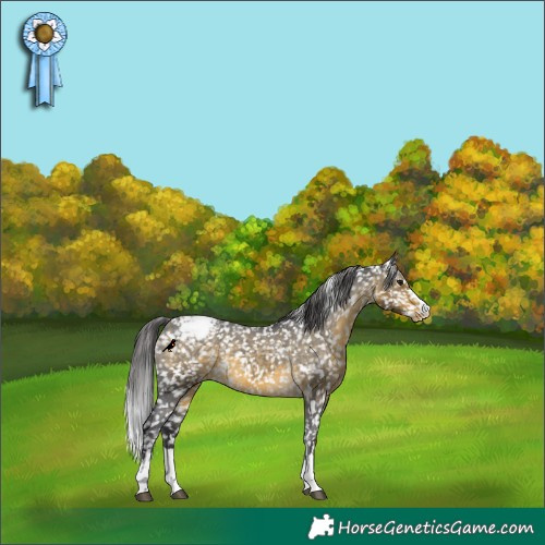 Horse Color:Buckskin Appaloosa