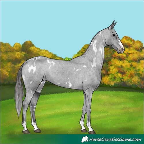 Horse Color:White Spotted Black Appaloosa