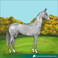 Horse Color:White Spotted Black Appaloosa 