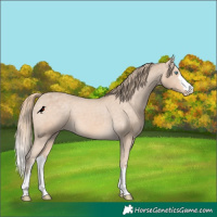 Horse Color:Perlino Appaloosa