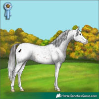 Horse Color:Brown Appaloosa 