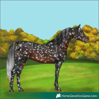 Horse Color:Brown Appaloosa