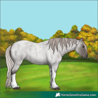 Horse Color:Silver Blue Roan Tobiano 