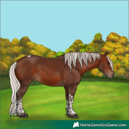 Horse Color:Silver Brown Tobiano