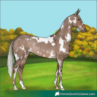 Horse Color:White Spotted Liver Red Dun Mushroom Rabicano Brindle 