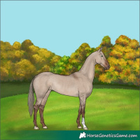 Horse Color:Liver Red Dun Mushroom Rabicano