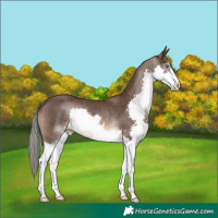 Horse Color:Liver Chestnut Mushroom Splash Rabicano