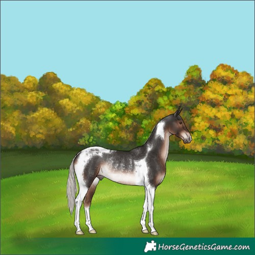 Horse Color:Liver Chestnut Mushroom Tobiano Rabicano 