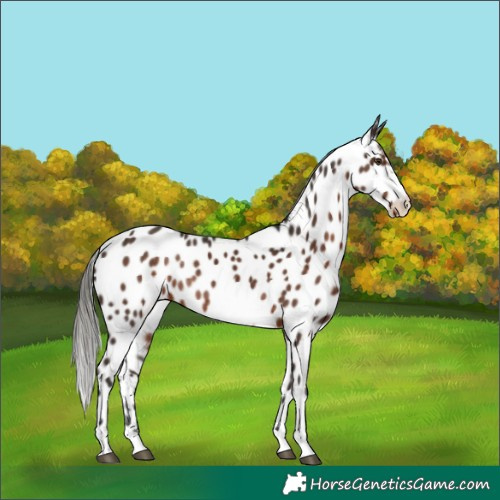Horse Color:Liver Chestnut Mushroom Near Leopard Rabicano