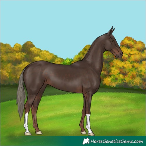 Horse Color:Liver Chestnut Mushroom 