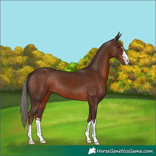 Horse Color:Liver Chestnut Mushroom 