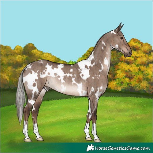 Horse Color:White Spotted Liver Red Dun Mushroom Rabicano Brindle 