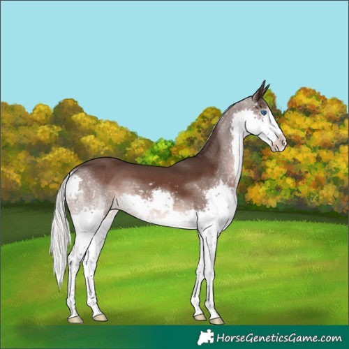 Horse Color:Liver Chestnut Mushroom Splash 