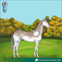 Horse Color:Liver Red Dun Mushroom Splash Rabicano 