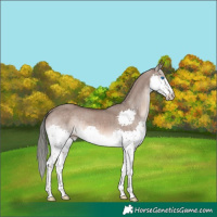Horse Color:Liver Red Dun Mushroom Splash Rabicano 