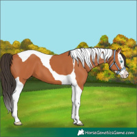Horse Color:Bay Splash Tobiano