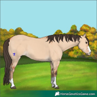 Horse Color:Bay Dun