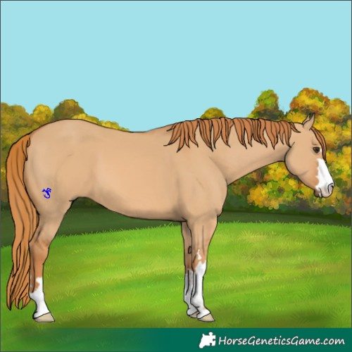 Horse Color:Red Dun