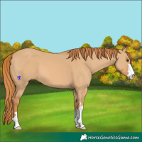 Horse Color:Red Dun 