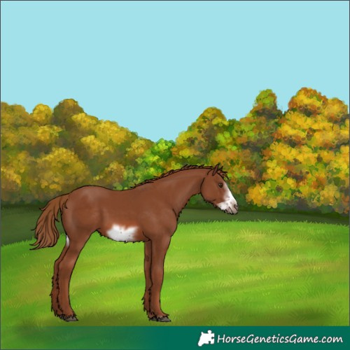 Horse Color:Chestnut Frame 