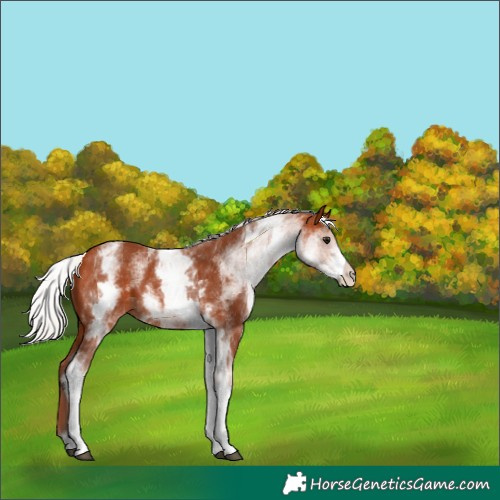 Horse Color:White Spotted Silver Bay 