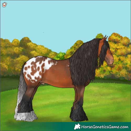 Horse Color:Bay Appaloosa 