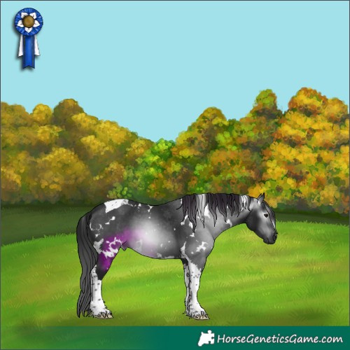 Horse Color:Gray White Spotted Black Tobiano 